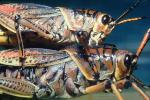 Eastern Lubber Grasshopper, (Romelea guttata), Romaleidae, OEGV02P02_02