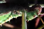 Thorny Phasmid, (Heteropteryx dilatata), Phasmatodea, Leaf Insect, OEGV02P02_08