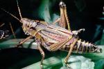 Eastern Lubber Grasshopper, (Romelea guttata), Romaleidae, OEGV02P02_10