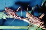 Eastern Lubber Grasshopper, (Romelea guttata), Romaleidae, OEGV02P02_11