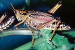 Eastern Lubber Grasshopper, (Romelea guttata), Romaleidae, OEGV02P02_12