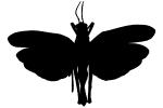 Katydid Silhouette, logo, shape, OEGV02P02_17M