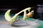 Praying Mantis, Mantodea, Neoptera, Dictyoptera, Mantodea, Biomimicry, OEGV02P03_04
