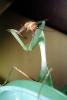Praying Mantis, Mantodea, Neoptera, Dictyoptera, Biomimicry, Mantodea, OEGV02P03_05