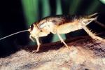 House Crickets, (Acheta domesticus), OEGV02P03_09