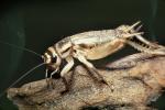 House Crickets (Acheta domesticus)