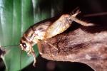 House Crickets, (Acheta domesticus), OEGV02P03_11