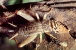 House Crickets, (Acheta domesticus), OEGV02P03_12