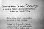 House Crickets (Acheta domesticus)