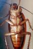 American Cockroach, OEGV02P04_08
