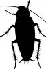 American Cockroach silhouette, logo, shape
