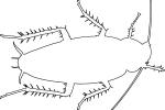 American Cockroach outline, line drawing, shape