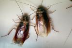 American Cockroach, OEGV02P04_10