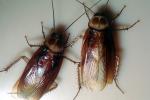 American Cockroach, OEGV02P04_11