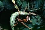 Thorny Phasmid, (Heteropteryx dilatata), Phasmatodea, Leaf Insect, OEGV02P05_04