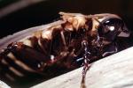Costa Rican Wood Cockroach, Blaberus sp, OEGV02P05_10