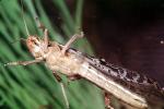 Grasshopper, OEGV02P06_05