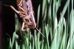 Grasshopper, OEGV02P06_07