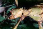 Australian Stick Insect, Macleay's Spectre, OEGV02P06_12