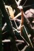 Chinese Mantid, (Tenodera aridifolia chinensis), Mantis, Mantodea, Mantidae, OEGV02P07_05