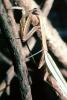 Chinese Mantid, (Tenodera aridifolia chinensis), Mantis, Mantodea, Mantidae, Biomimicry, OEGV02P07_06