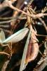 Chinese Mantid, (Tenodera aridifolia chinensis), Mantis, Mantodea, Mantidae, Biomimicry, OEGV02P07_07