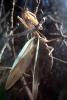 Chinese Mantid, (Tenodera aridifolia chinensis), Mantis, Mantodea, Mantidae, Biomimicry, OEGV02P07_08