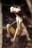 Chinese Mantid, (Tenodera aridifolia chinensis), Mantis, Mantodea, Mantidae, Biomimicry