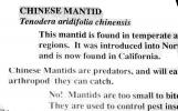 Chinese Mantid, (Tenodera aridifolia chinensis), Mantis, Mantodea, Mantidae, OEGV02P07_15