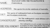 Macleay's Spectre Walkingstick, (Extatosoma tiaratum), Phasmid, Phasmatodea, Phasmatidae, Extatosomatinae, OEGV02P07_19