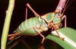 Grasshopper, OEGV02P08_03