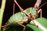 Grasshopper, OEGV02P08_04