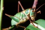 Grasshopper, OEGV02P08_05