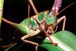 Grasshopper, OEGV02P08_08