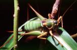 Grasshopper, OEGV02P08_09