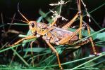 Western Horse Lubber Grasshopper, (Romalea guttata), Acridoidea, Romaleidae, Romaleinae, OEGV02P08_11