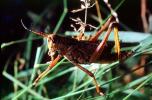 Western Horse Lubber Grasshopper, (Romalea guttata), Acridoidea, Romaleidae, Romaleinae, OEGV02P08_12