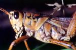 Western Horse Lubber Grasshopper, (Romalea guttata), Acridoidea, Romaleidae, Romaleinae, OEGV02P08_13