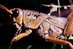 Western Horse Lubber Grasshopper, (Romalea guttata), Acridoidea, Romaleidae, Romaleinae, OEGV02P08_14