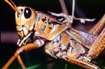 Western Horse Lubber Grasshopper, (Romalea guttata), Acridoidea, Romaleidae, Romaleinae, OEGV02P08_15