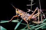 Western Horse Lubber Grasshopper, (Romalea guttata), Acridoidea, Romaleidae, Romaleinae