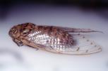Cicada, OEGV02P09_03