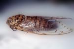 Cicada, OEGV02P09_04