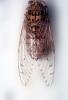 Cicada, OEGV02P09_06