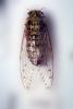 Cicada, OEGV02P09_07