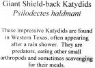 Giant Shield-back Katydids, (Psilodectes haldmani)