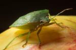 Southern Green Stink Bug, (Nezara viridula), Heteroptera, Pentatomoidea, Pentatomidae, OEHD01_020