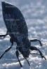 Stink Bug, F  Pentatomidae, White Sands National Monument, New Mexico, OEHV01P05_09B