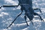 Stink Bug, F  Pentatomidae, White Sands National Monument, New Mexico, OEHV01P05_09C