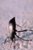 Stink Bug, F  Pentatomidae, White Sands National Monument, New Mexico, OEHV01P05_14.3302